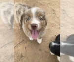 Small #3 Australian Shepherd