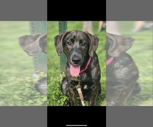Sheprador Dogs for adoption in Ridgefield, CT, USA