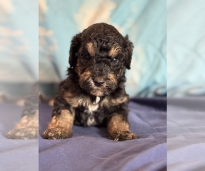 Bernedoodle (Miniature) Puppy for Sale in LONGMONT, Colorado USA