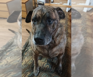 Lola *URGENT FOSTER NEEDED TOO! - Female Boxer-Unknown Mix Dog for Adoption - Photo #5