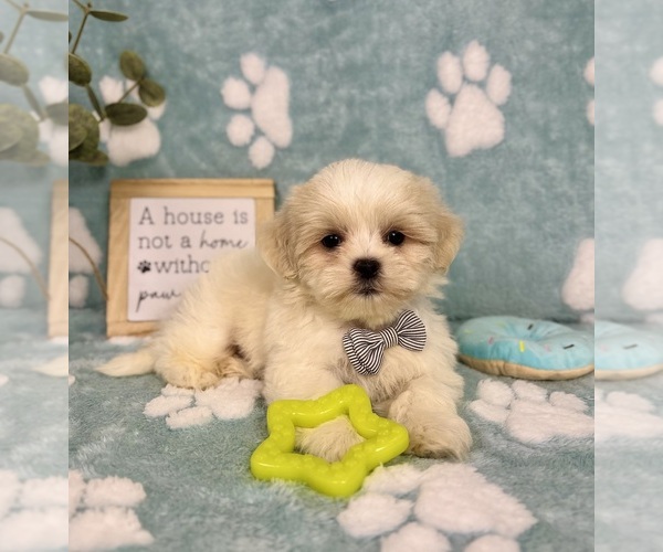 Medium Photo #2 Mal-Shi Puppy For Sale in NOBLESVILLE, IN, USA
