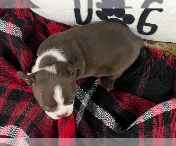 Medium Photo #5 Boston Terrier Puppy For Sale in NILES, MI, USA