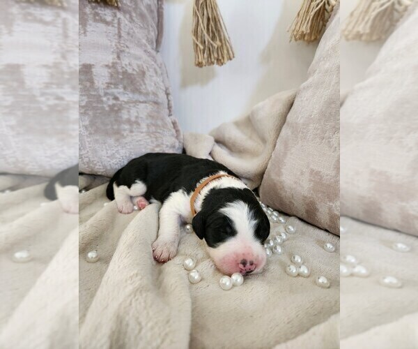Medium Photo #63 Sheepadoodle Puppy For Sale in LEHI, UT, USA