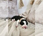 Small #9 Sheepadoodle