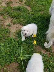 Great Pyrenees Puppy for sale in PORTLAND, OR, USA