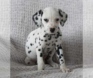 Dalmatian Puppy for sale in FREDERICKSBURG, OH, USA