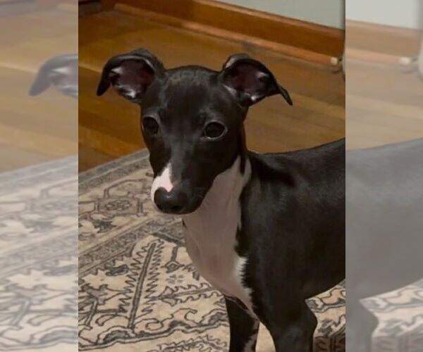 Medium Photo #1 Greyhound Puppy For Sale in Matawan, NJ, USA