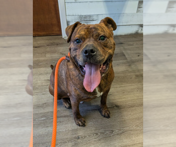 Medium Photo #46 American Staffordshire Terrier-Boxer Mix Puppy For Sale in Brewster, NY, USA