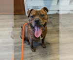 Small #45 American Staffordshire Terrier-Boxer Mix