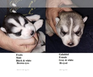 Siberian Husky Puppy for sale in KENNEWICK, WA, USA