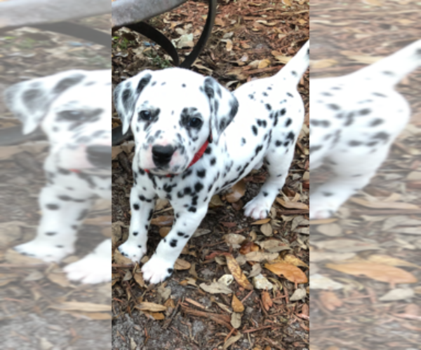 Medium Photo #2 Dalmatian Puppy For Sale in JACKSONVILLE, FL, USA