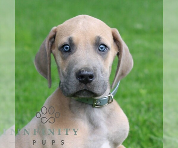 Medium Photo #1 Great Dane Puppy For Sale in LITITZ, PA, USA