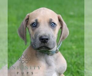Great Dane Puppy for sale in LITITZ, PA, USA