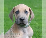Small Great Dane