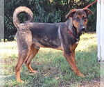 Small #1 German Shepherd Dog Mix