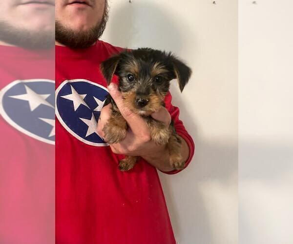 Medium Photo #2 Yorkshire Terrier Puppy For Sale in MCMINNVILLE, TN, USA