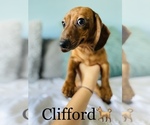 Small Photo #16 Dachshund Puppy For Sale in COOKEVILLE, TN, USA