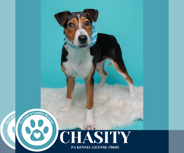 Medium Photo #9 Beagle-Unknown Mix Puppy For Sale in Kimberton, PA, USA