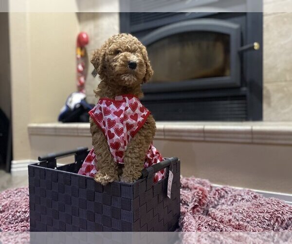 Medium Photo #3 Goldendoodle (Miniature) Puppy For Sale in HESPERIA, CA, USA
