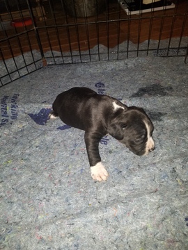 Medium Photo #17 American Pit Bull Terrier Puppy For Sale in GRIFFIN, GA, USA