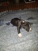 Small #16 American Pit Bull Terrier