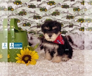 Schnauzer (Miniature) Puppy for sale in WINNSBORO, LA, USA