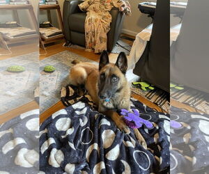 Mutt Dogs for adoption in Stevens Point, WI, USA