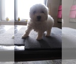 Small Photo #1 Bichon Frise Puppy For Sale in SHIPSHEWANA, IN, USA