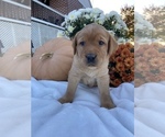 Small Photo #1 Labrador Retriever Puppy For Sale in LITITZ, PA, USA