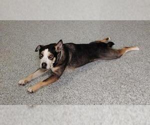 Huskies -Unknown Mix Dogs for adoption in San Antonio, TX, USA