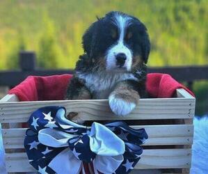 Medium Bernese Mountain Dog