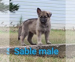 German Shepherd Dog Puppy for sale in PELZER, SC, USA