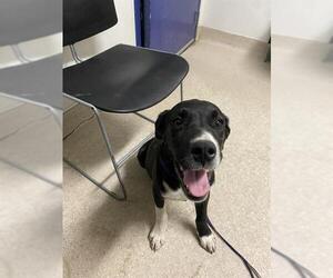 American Staffordshire Terrier Dogs for adoption in Bakersfield, CA, USA