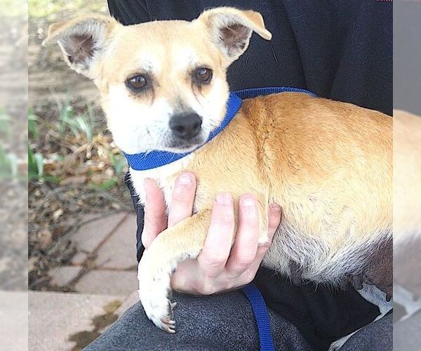 Medium Photo #2 Chihuahua-Unknown Mix Puppy For Sale in Carrollton, TX, USA