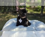 Puppy Bear French Bulldog