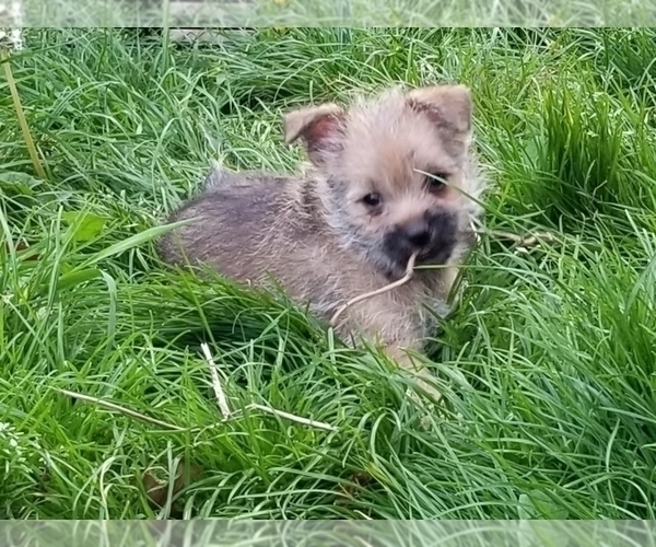 Medium Photo #2 Pom-A-Nauze Puppy For Sale in CANBY, OR, USA