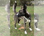 Small #3 Akita-Border Collie Mix