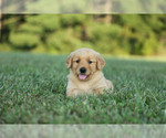 Puppy Mollie Golden Retriever