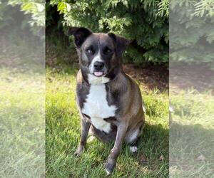 Huskies -Labrador Retriever Mix Dogs for adoption in Spring Lake, NJ, USA