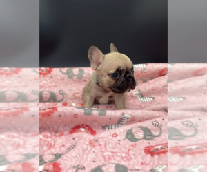 French Bulldog Puppy for sale in BRASSTOWN, NC, USA