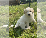 Small Great Pyrenees-Pyredoodle Mix