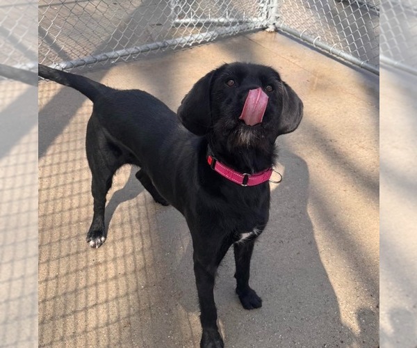 Medium Photo #15 Labrador Retriever-Unknown Mix Puppy For Sale in Muskegon, MI, USA