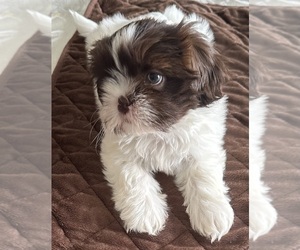 Shih Tzu Puppy for sale in JACKSONVILLE, AL, USA