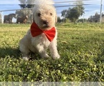 Small #2 Goldendoodle
