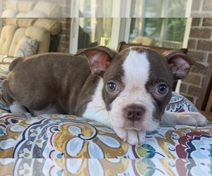 Boston Terrier Puppy for sale in NOBLESVILLE, IN, USA