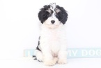 Small Photo #1 Cavachon Puppy For Sale in NAPLES, FL, USA