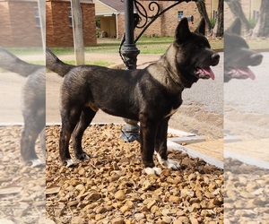 Akita Puppy for sale in MEM, TN, USA