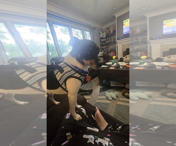 Medium Photo #12 Rat-Cha Puppy For Sale in Mundelein, IL, USA