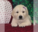 Puppy 2 English Cream Golden Retriever