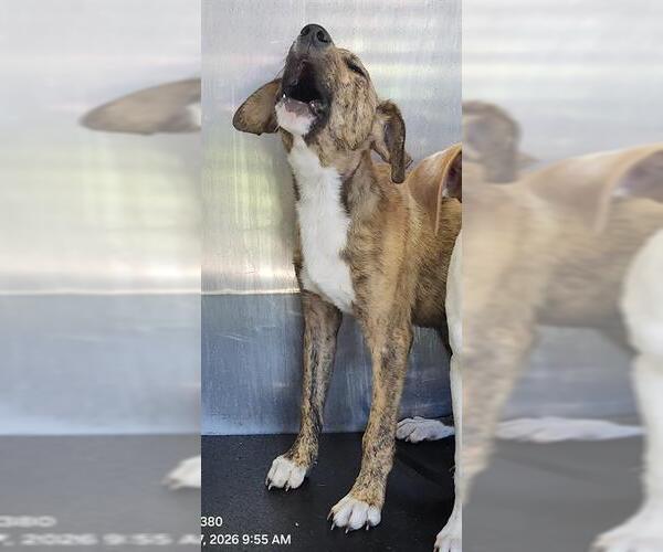 Medium Photo #1 American Staffordshire Terrier Puppy For Sale in San Antonio, TX, USA